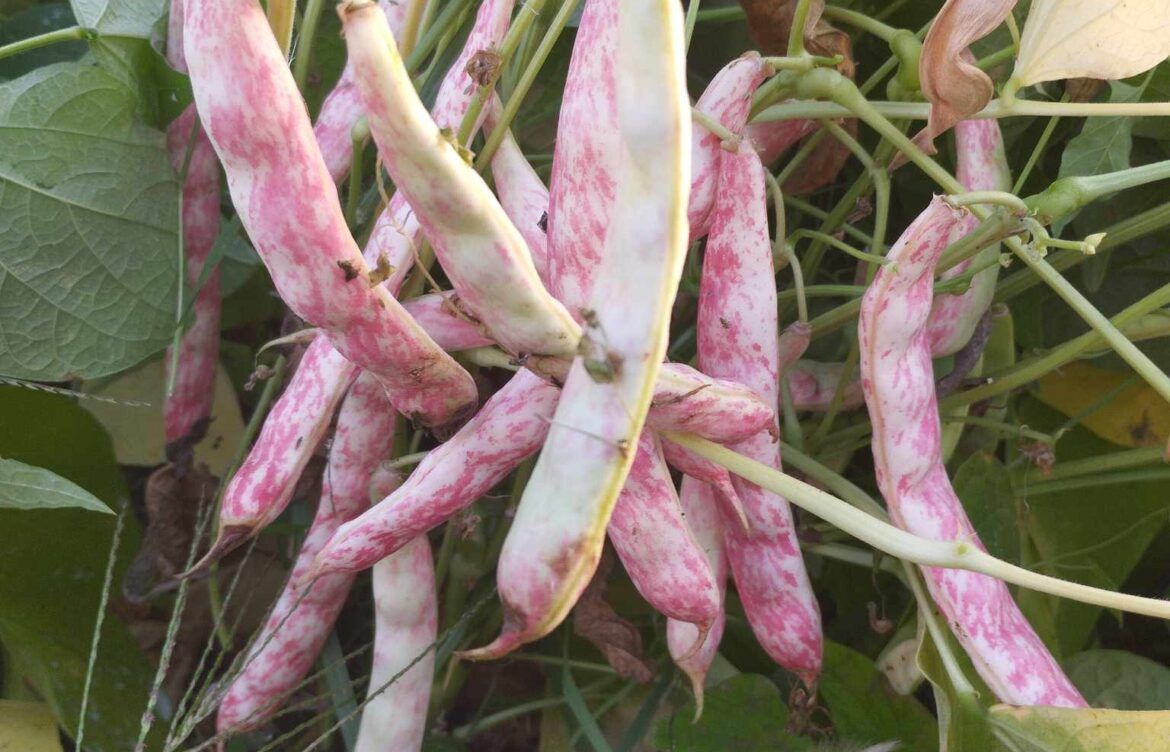 Svetovni dan stročnic: Trajnost na VŠ Grm Novo mesto