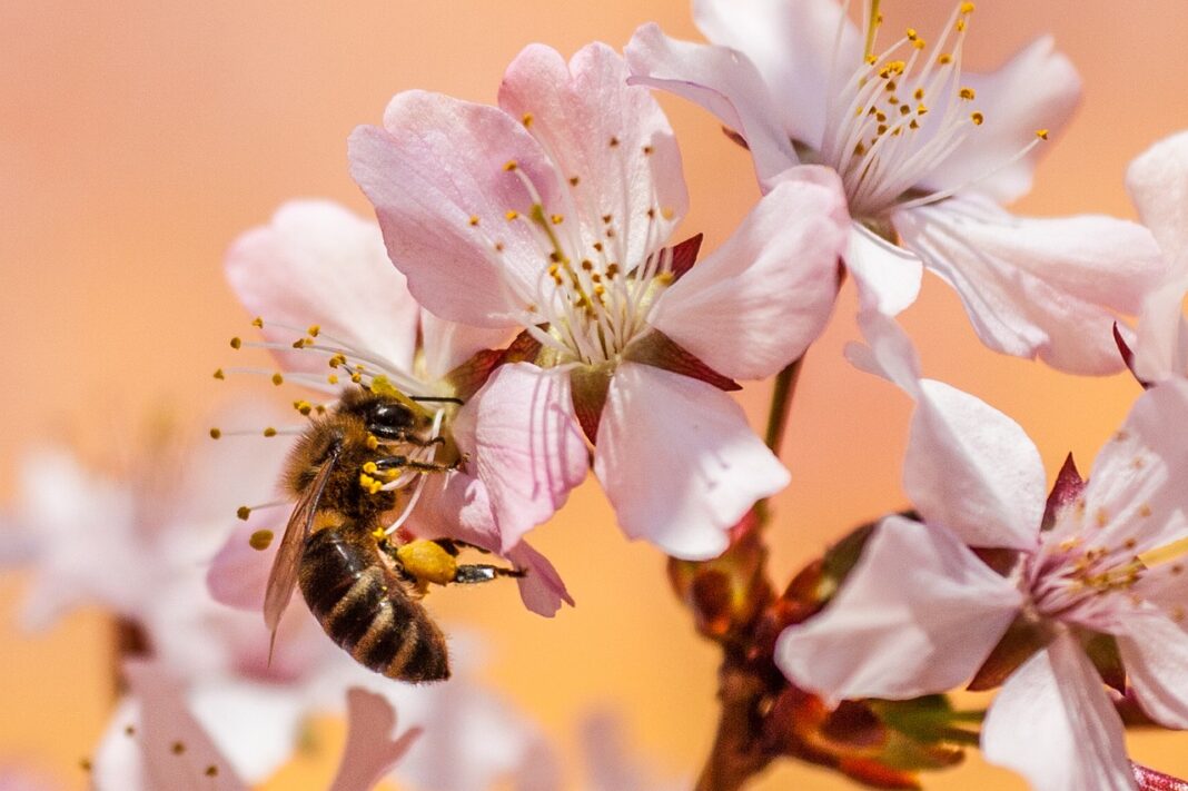 Let it BEE